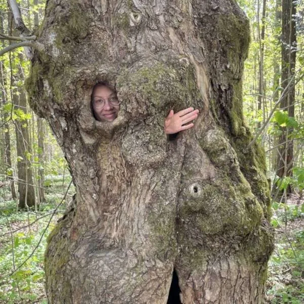 Arboristi vilkuttaa suuren puun onkalosta.