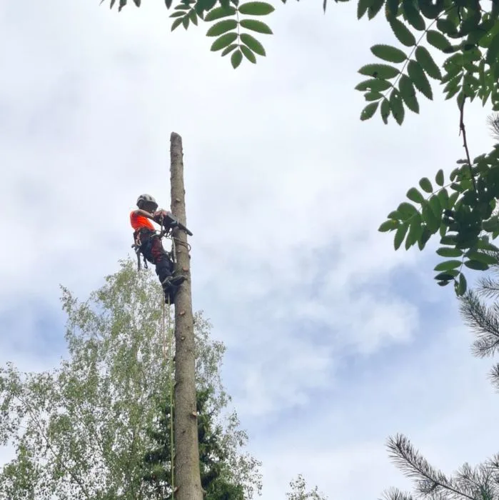 Kaatokiipeilyä suorittava arboristi sahaa puun runkoa.