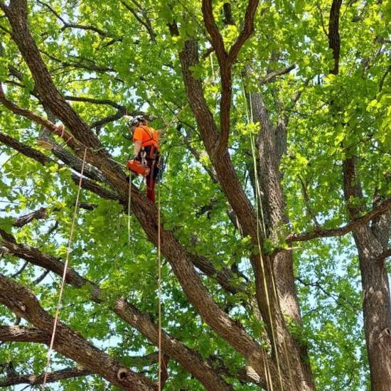 Arboristi leikkaa puuta turvallisella kiipeilytekniikalla.