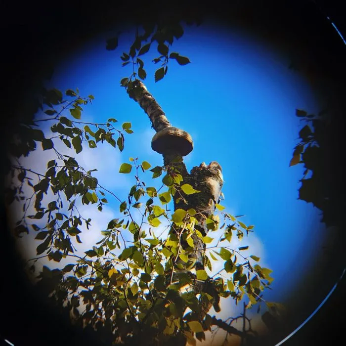 Puun kuntoarviossa tunnistettu taulakääpä koivun latvassa.